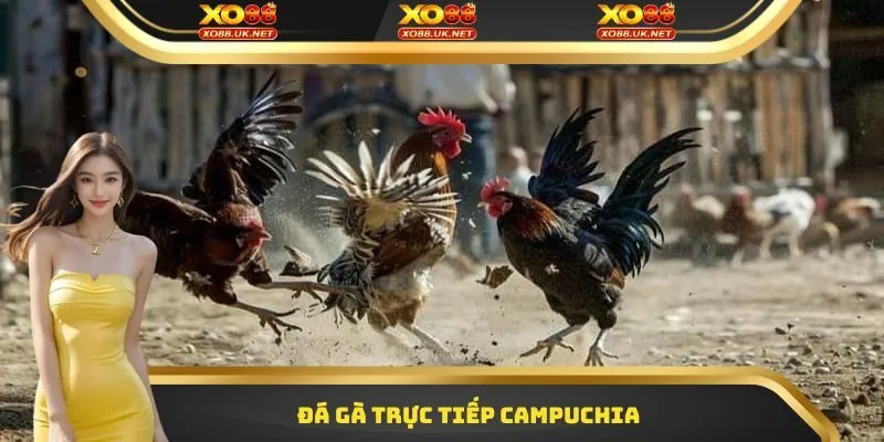 Đá Gà Trực Tiếp Campuchia