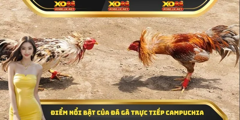 Điểm nổi bật của đá gà trực tiếp Campuchia