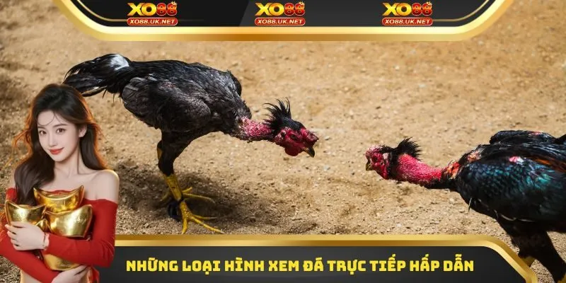 Những loại hình xem đá trực tiếp hấp dẫn