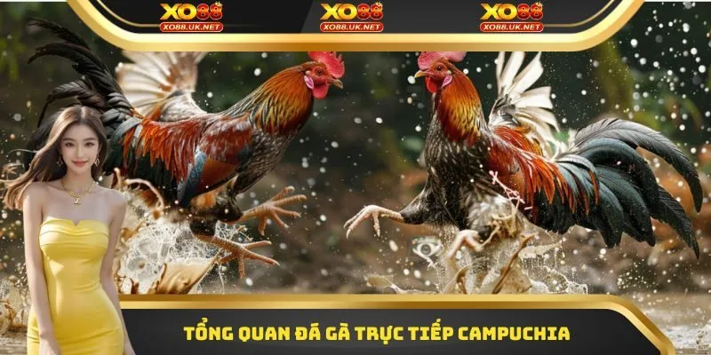 Tổng quan Đá gà trực tiếp Campuchia