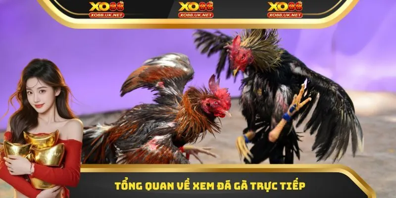 Tổng quan về xem đá gà trực tiếp