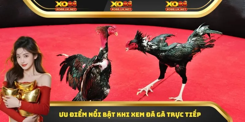 Ưu điểm nổi bật khi xem đá gà trực tiếp